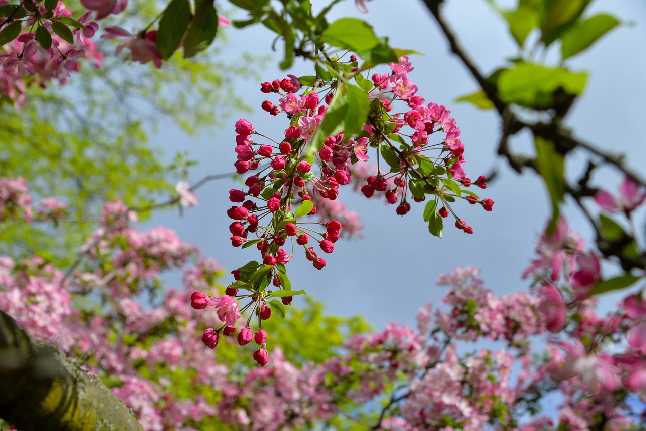 Best Flowers to Plant in Every Season